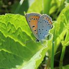 Lycaena dispar