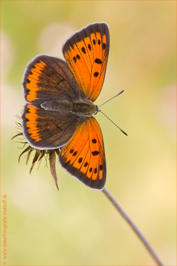 ~Lycaena dispar~