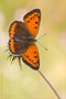 ~Lycaena dispar~ by Michael Radloff 