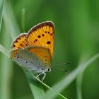 Lycaena dispar