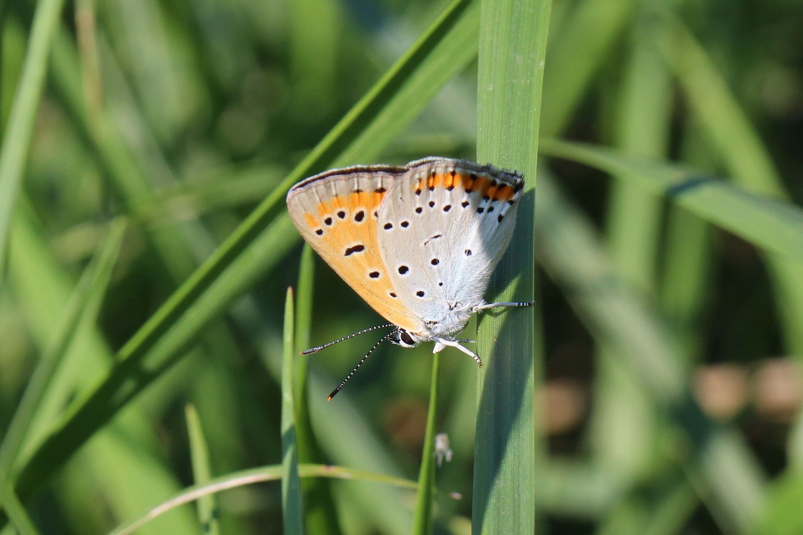 Lycaena dispar