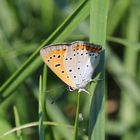 Lycaena dispar