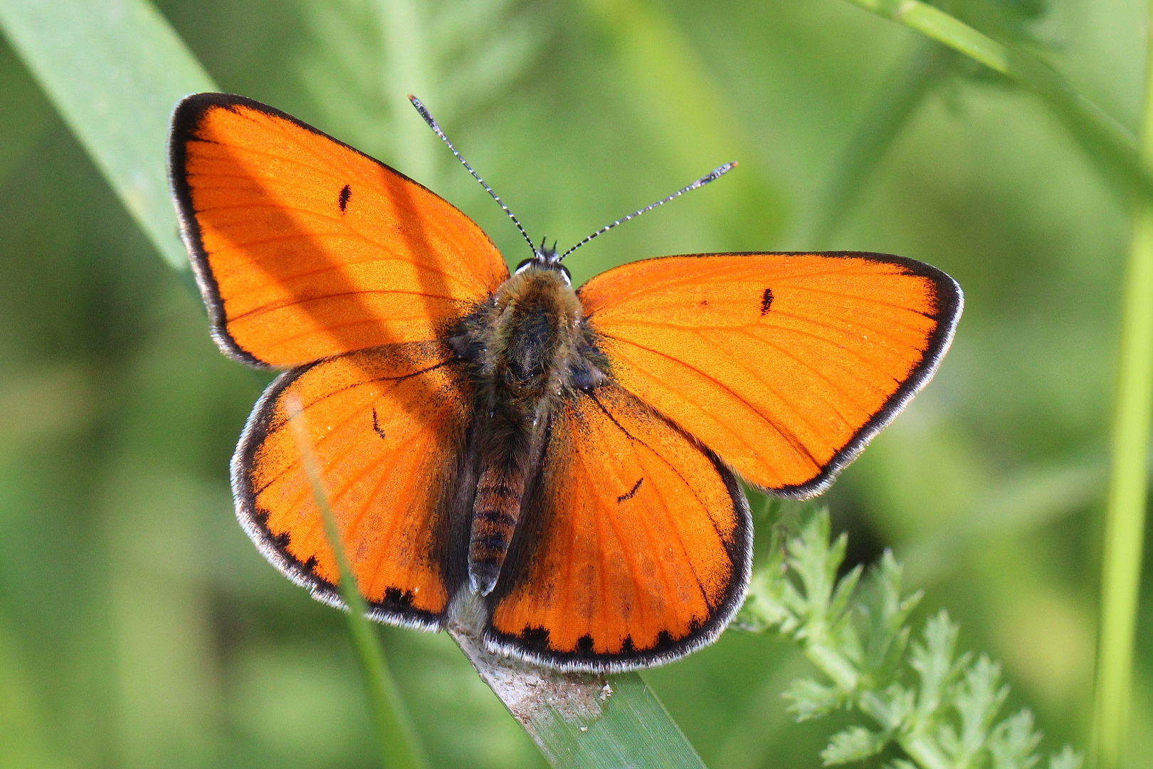 Lycaena dispar