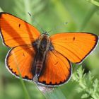 Lycaena dispar