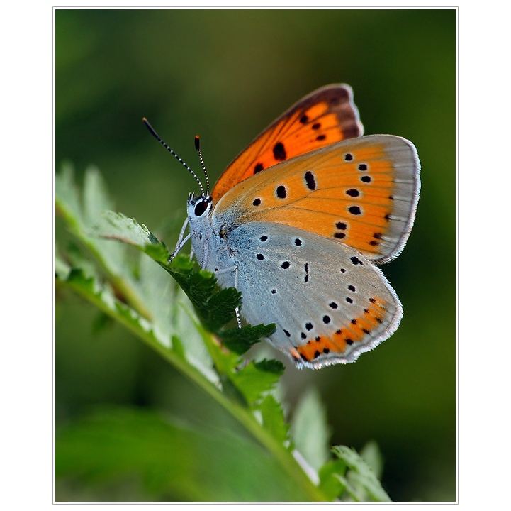 Lycaena dispar