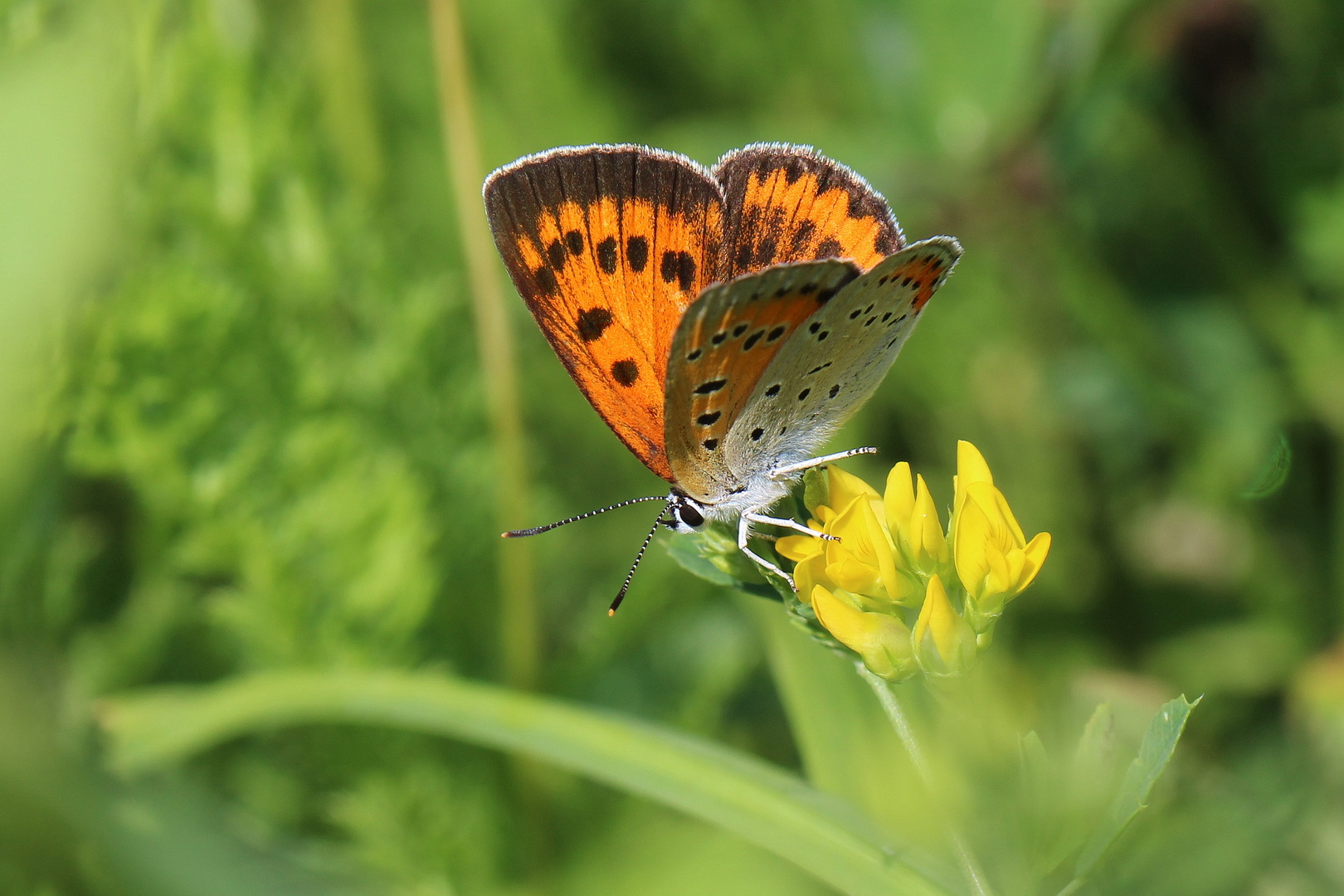 Lycaena dispar