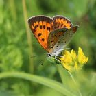 Lycaena dispar