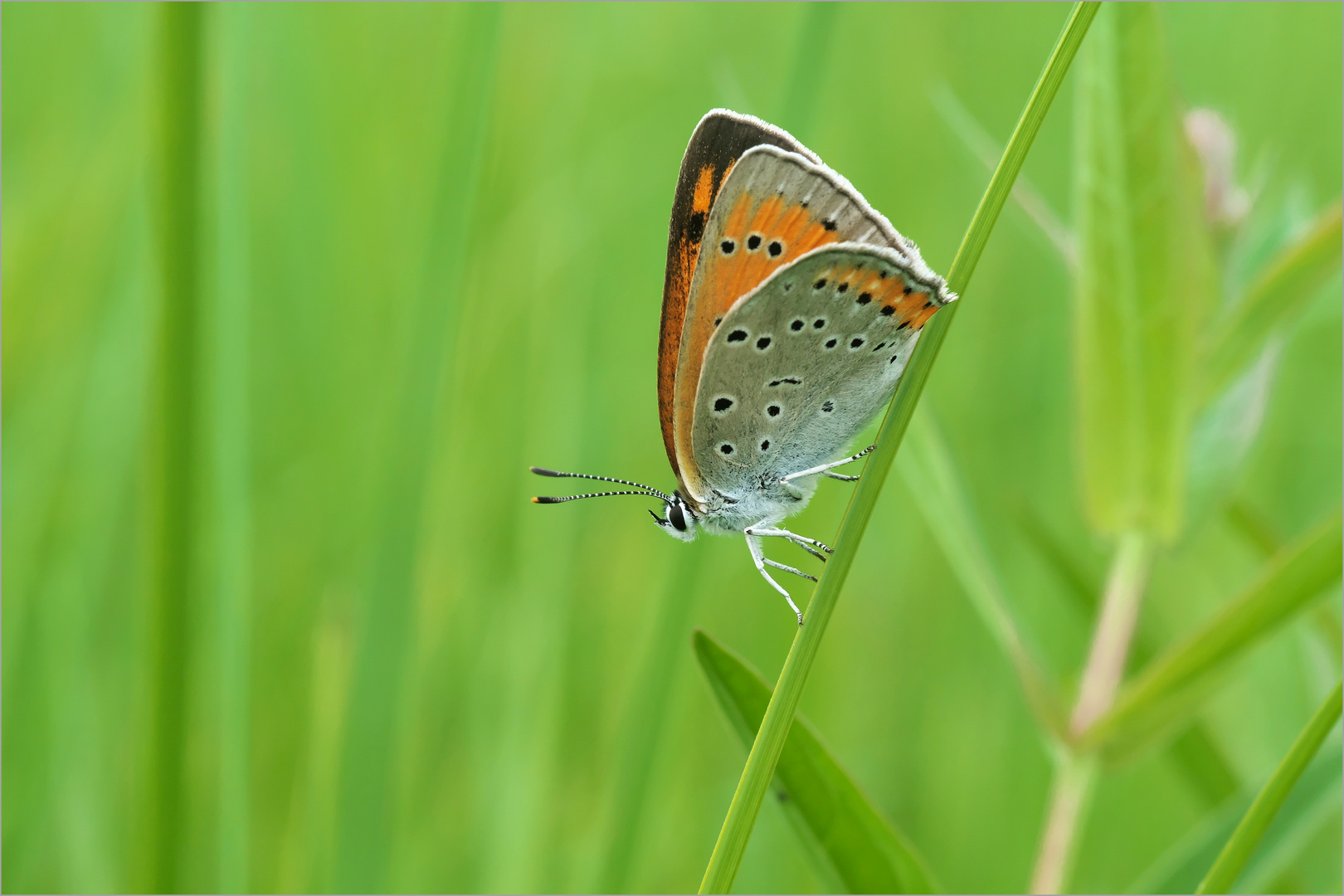 Lycaena dispar