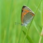 Lycaena dispar