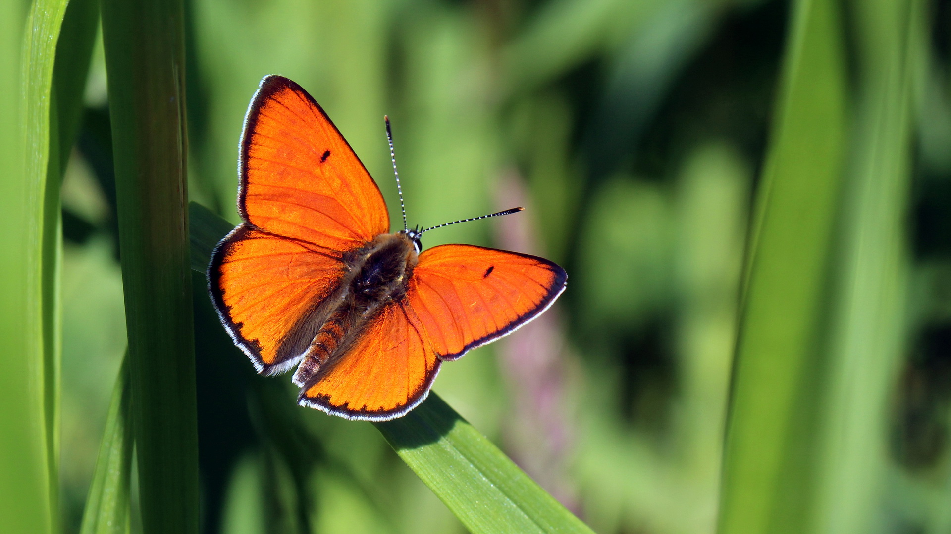 Lycaena dispar