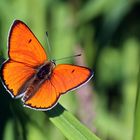 Lycaena dispar