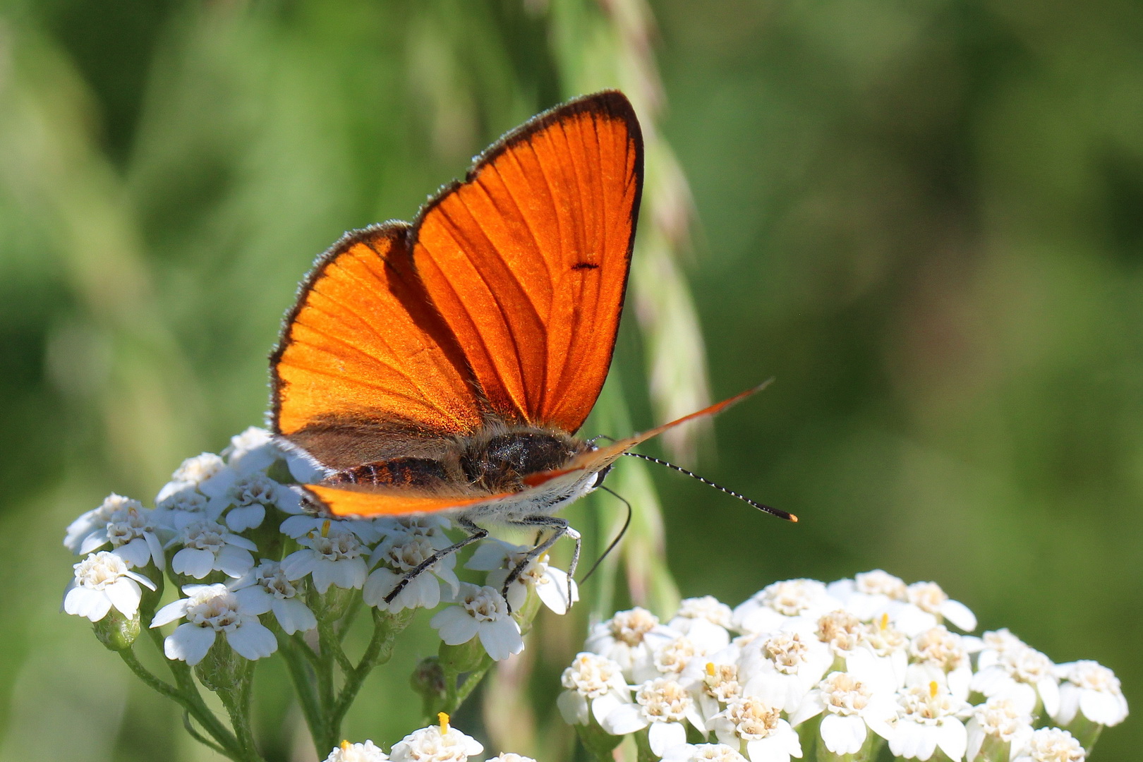 Lycaena dispar