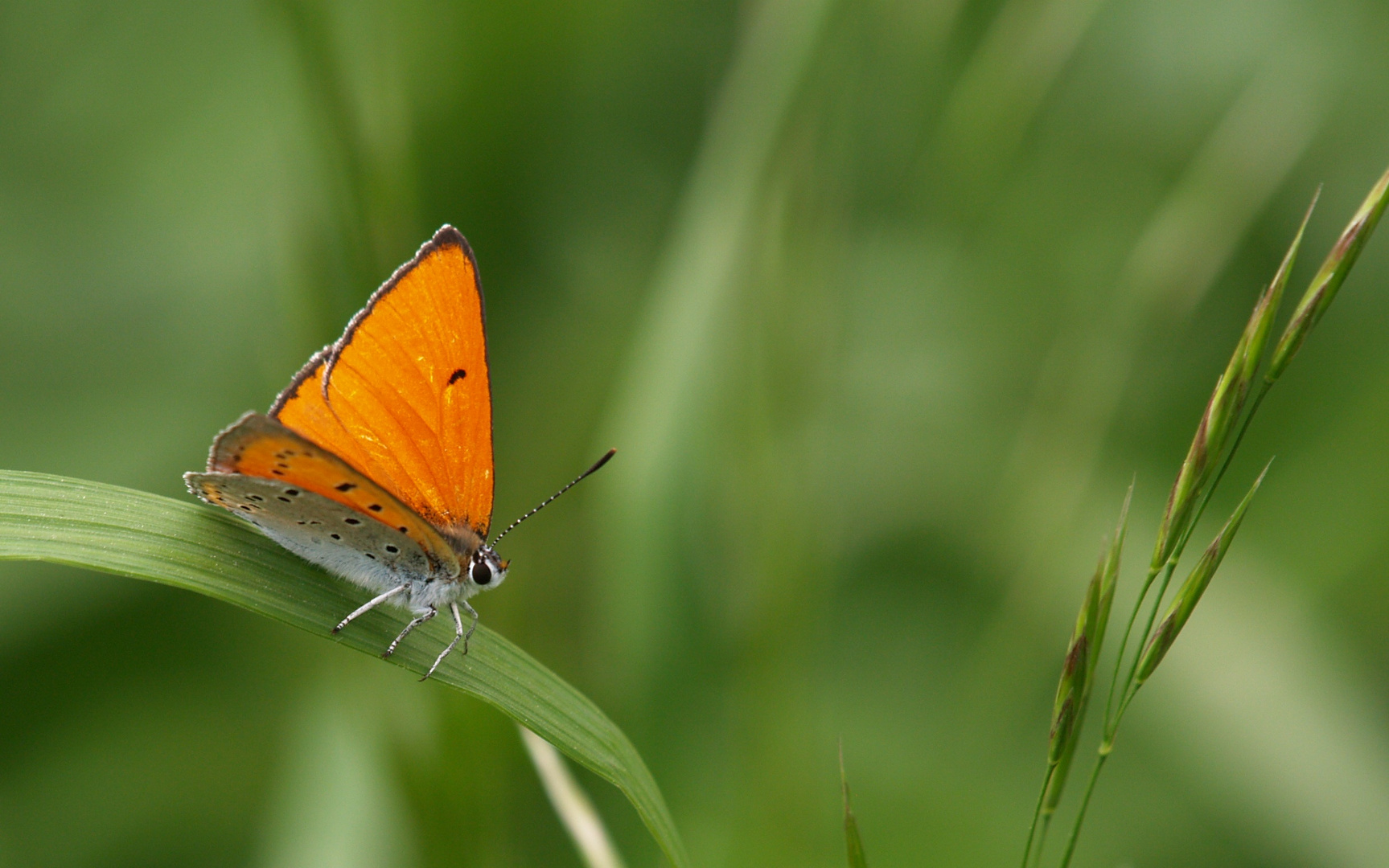 Lycaena dispar