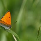 Lycaena dispar