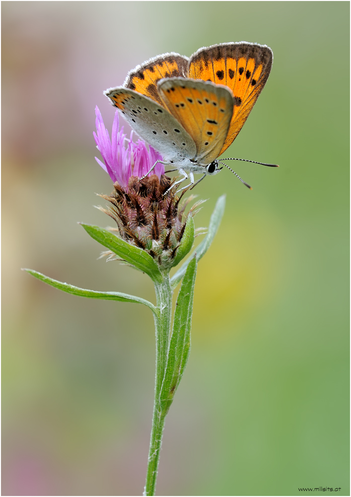 Lycaena dispar