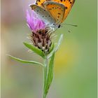 Lycaena dispar