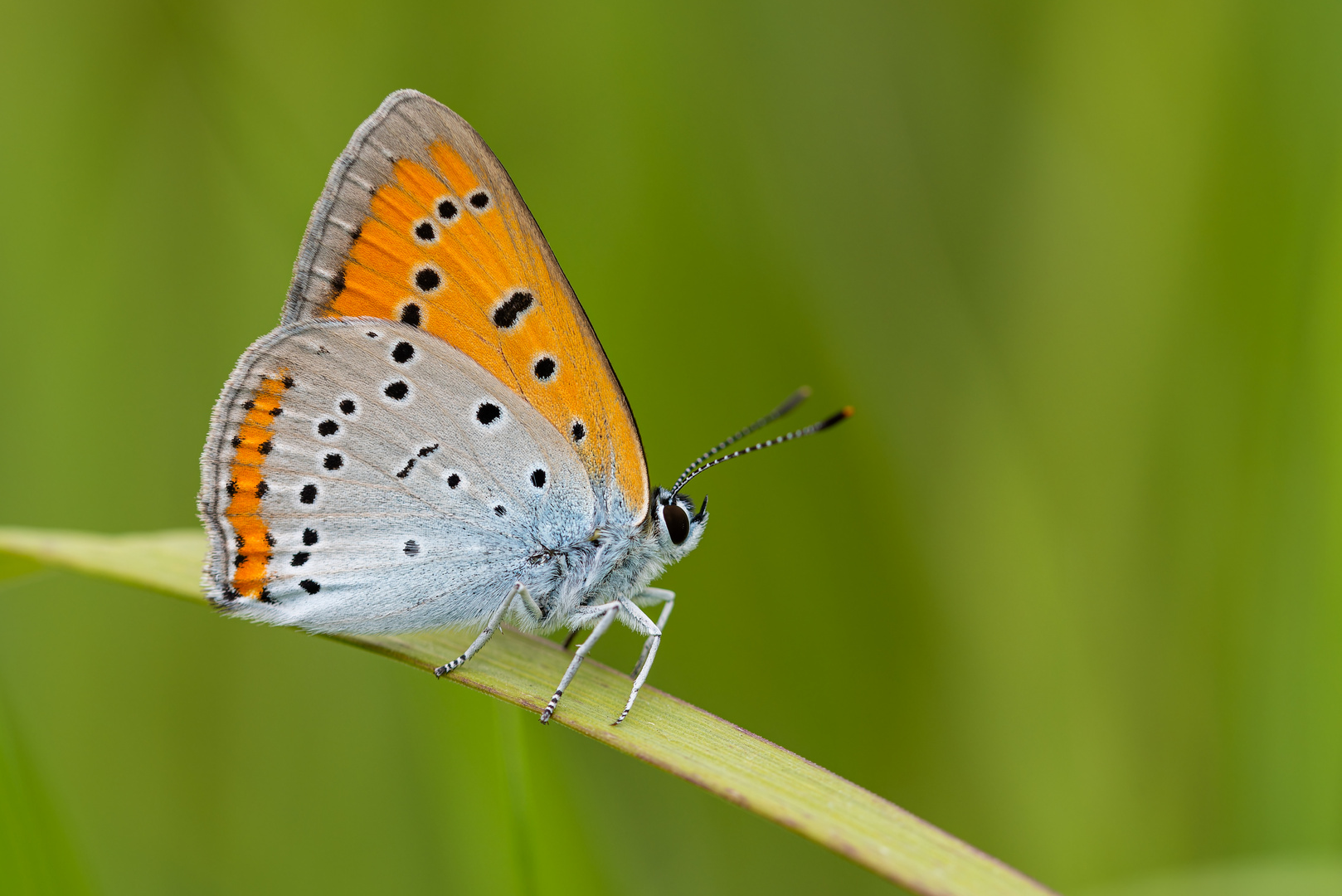 Lycaena dispar