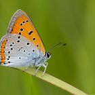 Lycaena dispar