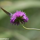 Lycaena dispar