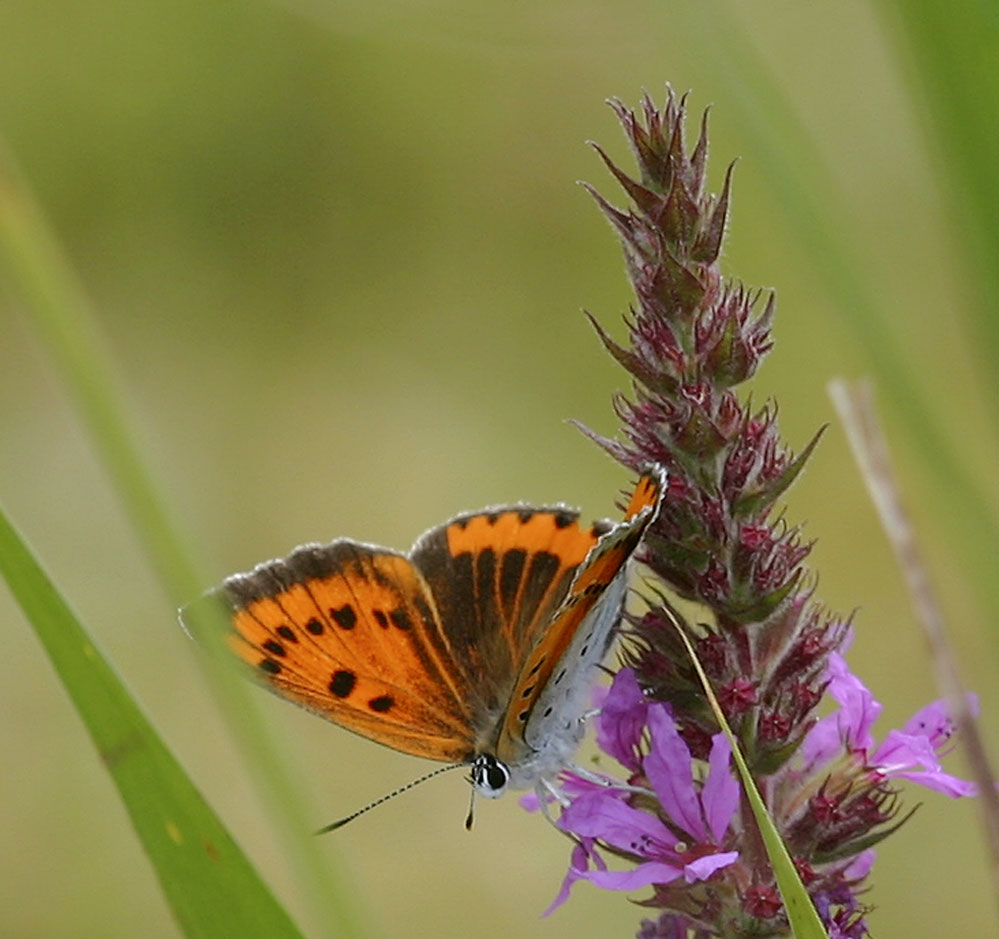 Lycaena dispar f. batava