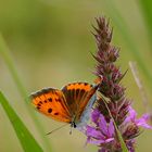 Lycaena dispar f. batava