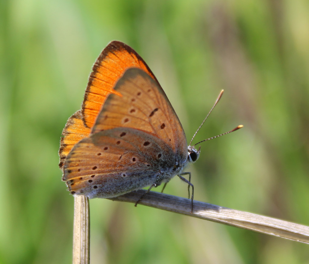 Lycaena dispar-großer Feuerfalter 