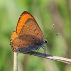 Lycaena dispar-großer Feuerfalter 