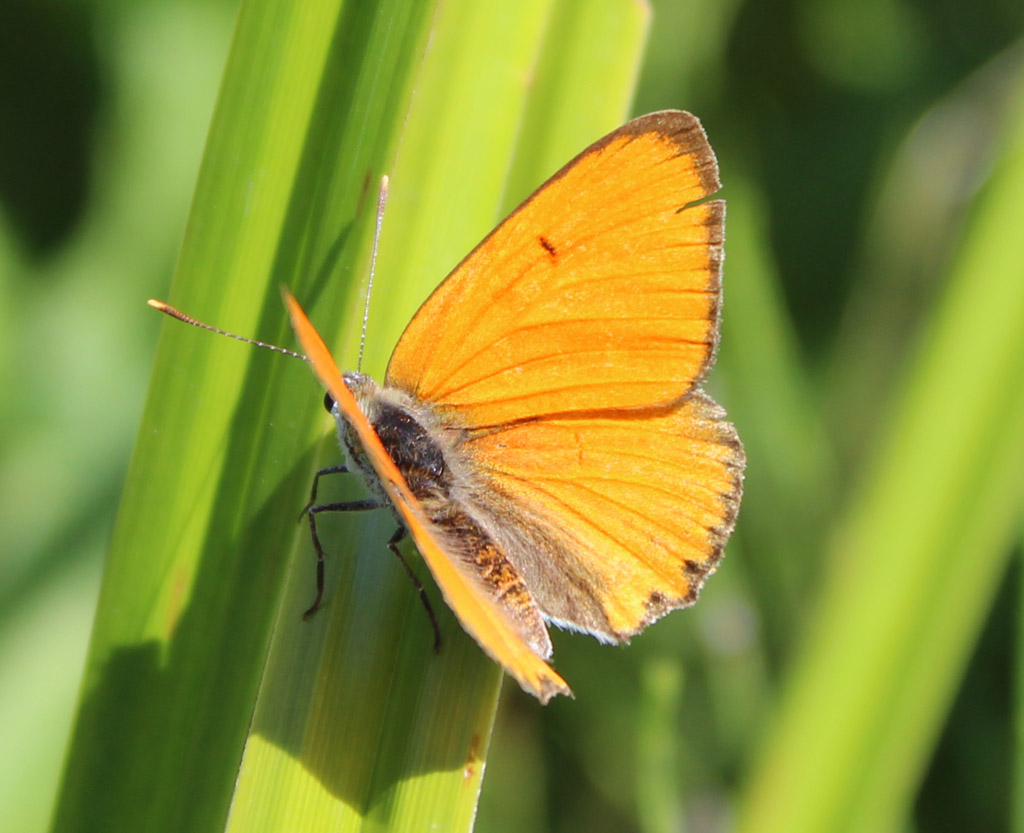 Lycaena dispar-großer Feuerfalter 