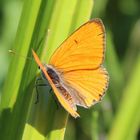 Lycaena dispar-großer Feuerfalter 