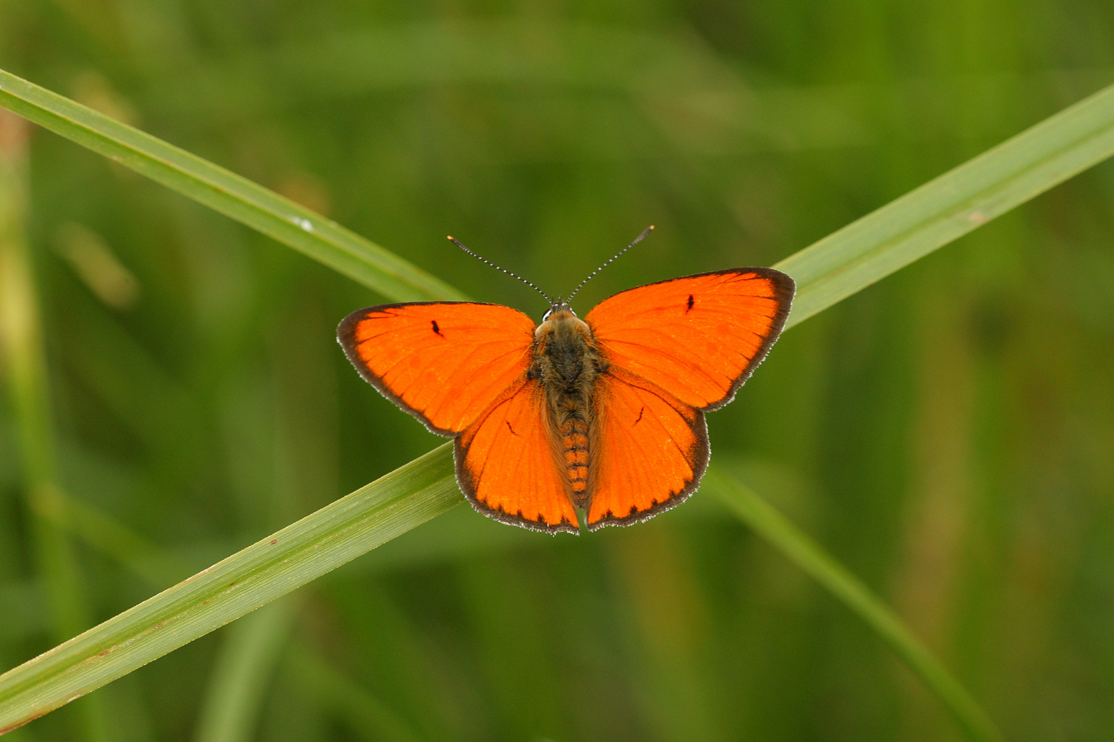 Lycaena dispar , Large copper 