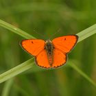 Lycaena dispar , Large copper 