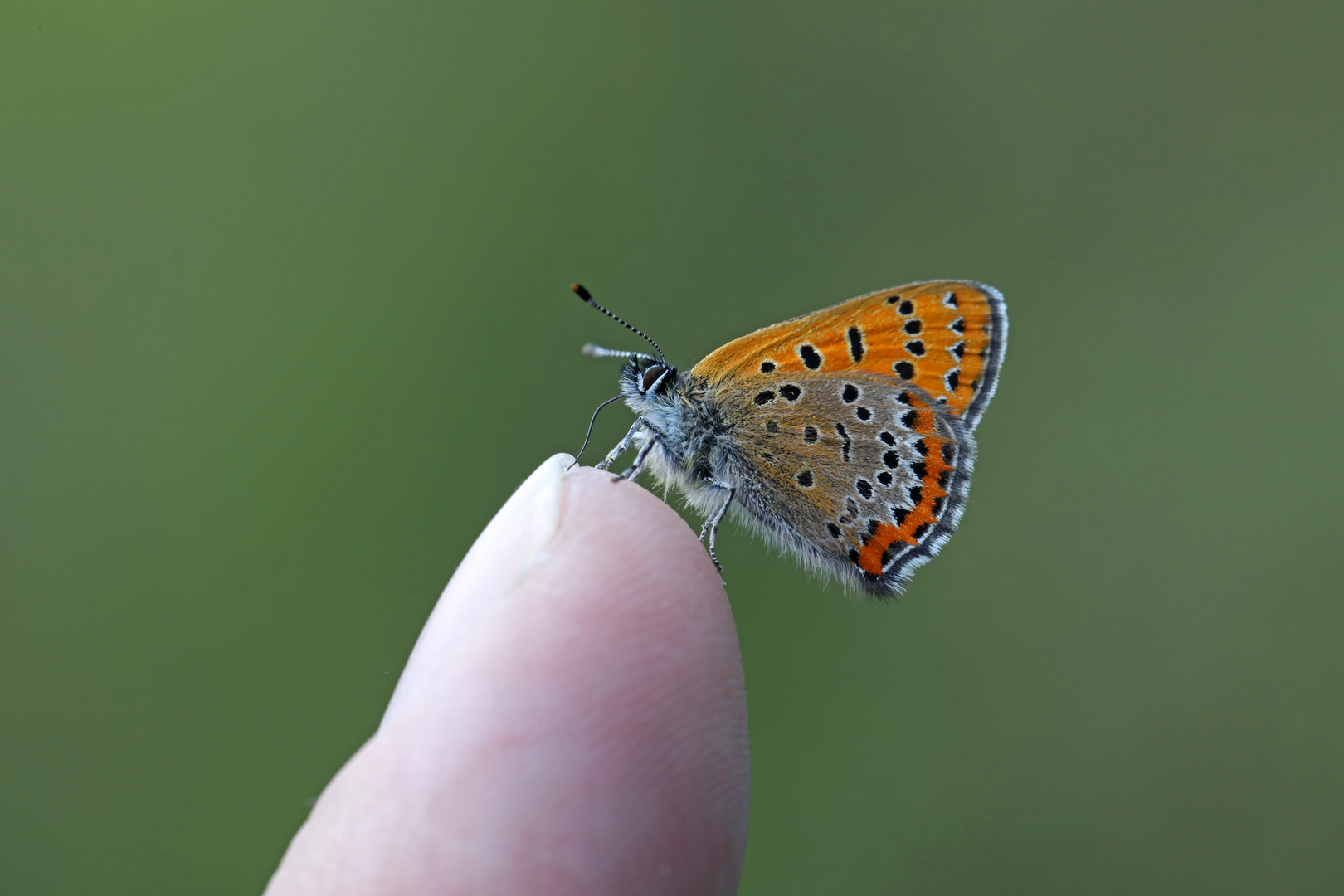 Lycaena helle