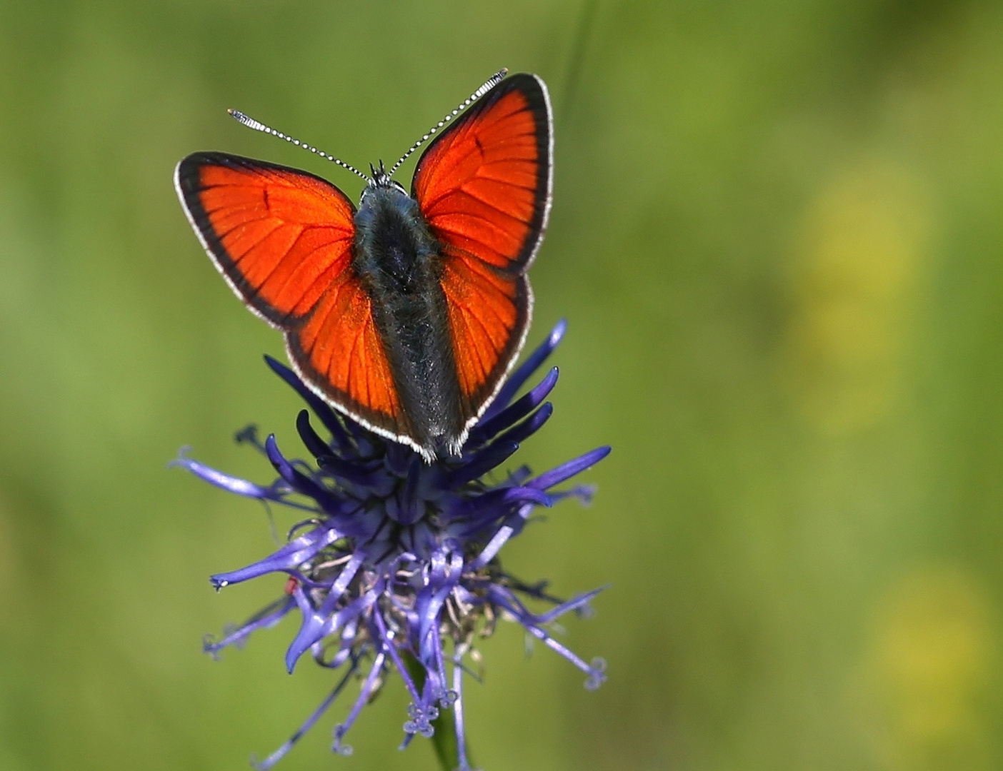 Lycaena hippothoe