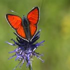 Lycaena hippothoe