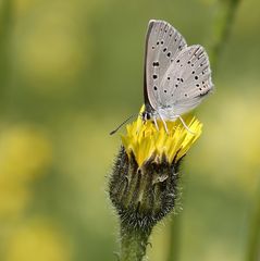 Lycaena hippothoe eurydame