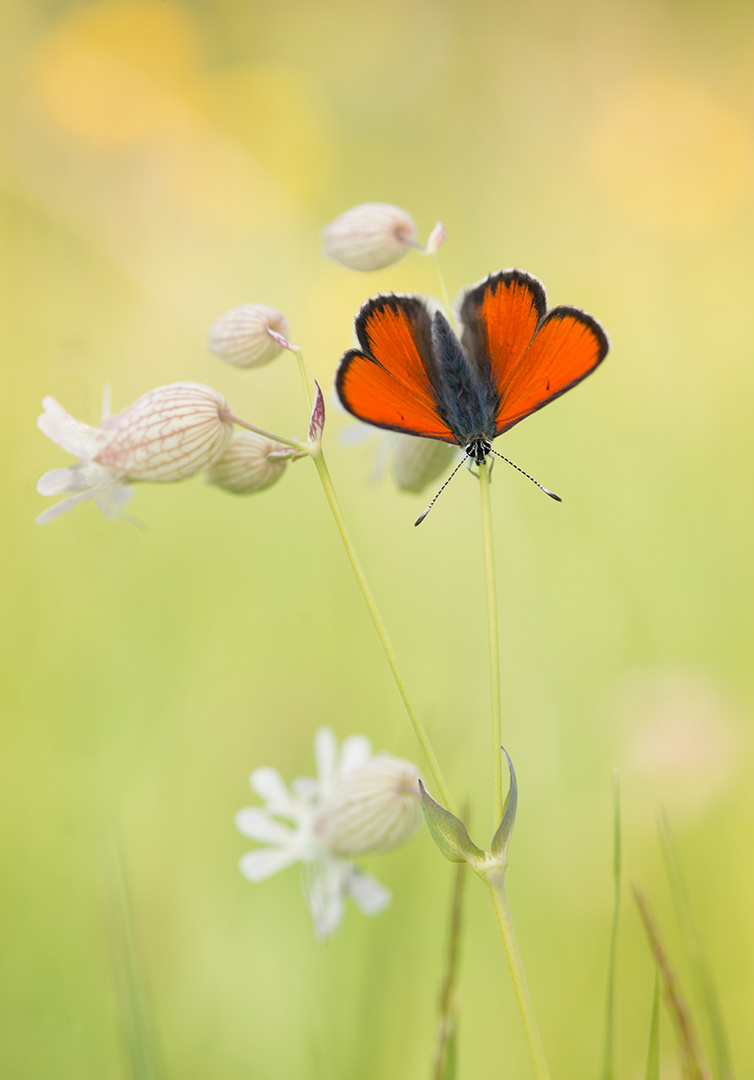 Lycaena hippothoe eurydame... 