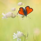 Lycaena hippothoe eurydame... 