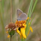 Lycaena hippothoe eurydame