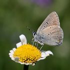 Lycaena hippothoe eurydame