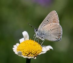 Lycaena hippothoe eurydame