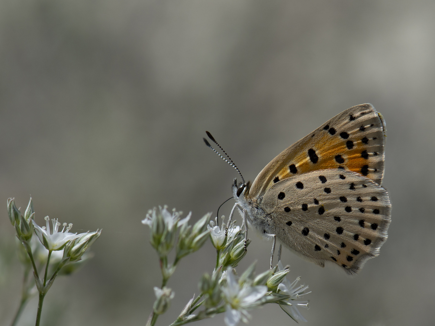 Lycaena kefersteinii