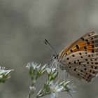 Lycaena kefersteinii