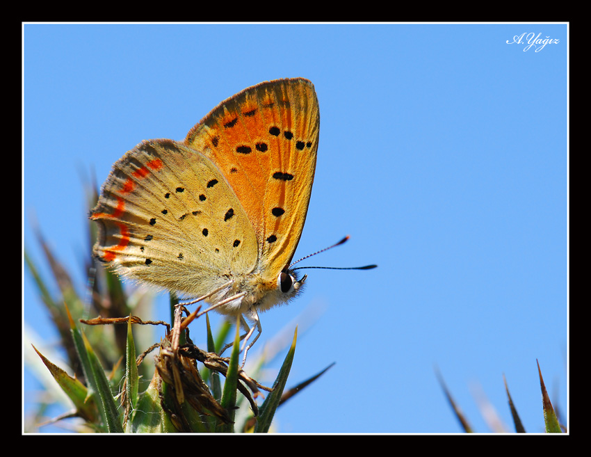 Lycaena ottomana