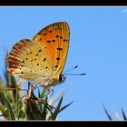 Lycaena ottomana