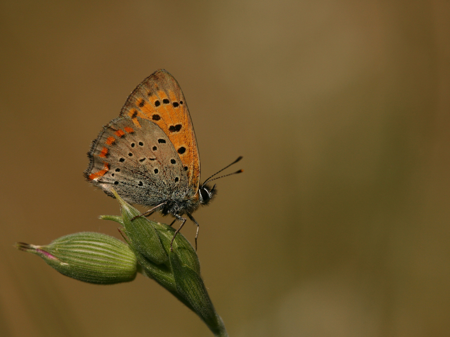 Lycaena ottomanus, Grecian copper