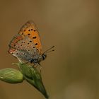 Lycaena ottomanus, Grecian copper