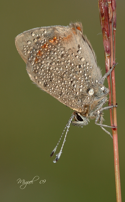 Lycaena phaleas