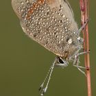 Lycaena phaleas