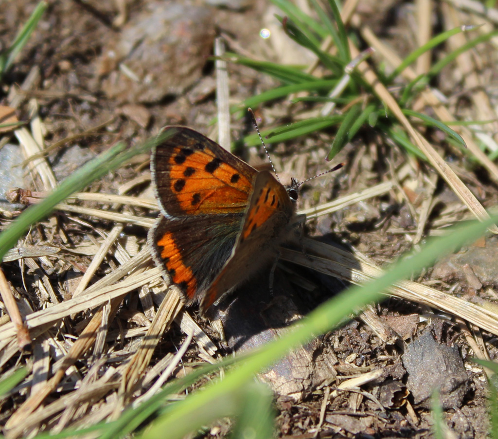  Lycaena phaleas- kleiner Feuerfalter