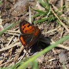  Lycaena phaleas- kleiner Feuerfalter